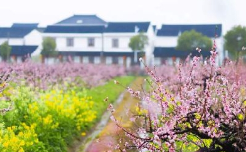 2021上海金山田野百花节全攻略 （时间地址+活动内容）