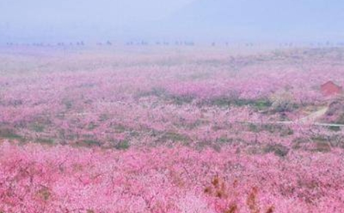 北京平谷桃花节是几月几日开始/结束2021