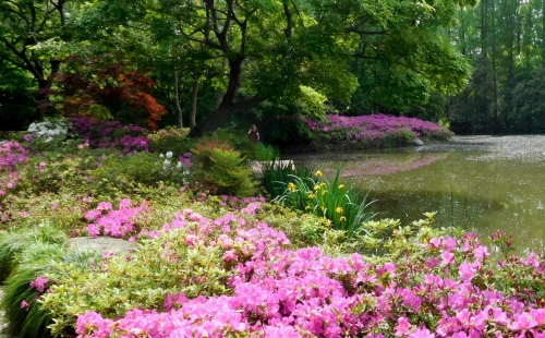 上海滨江森林公园杜鹃花什么时候开2021（花期+门票+交通指南）