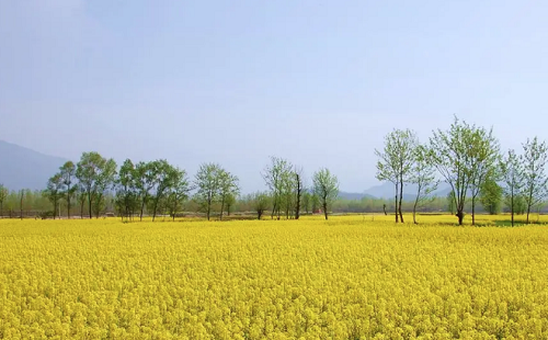 郧阳油菜花赏花路线