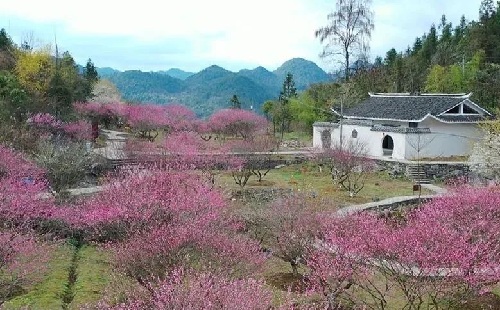 恩施市精品赏花线路