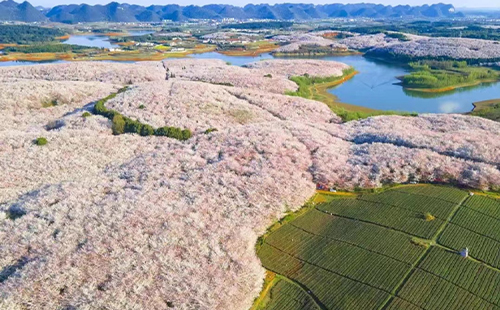 平坝樱花最佳观赏时间2024(门票价格+开放时间)