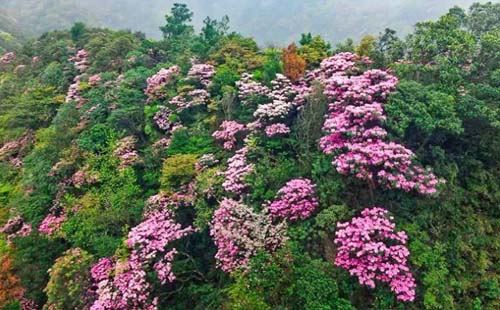 2021年重庆金佛山住宿多少钱一天（推荐）