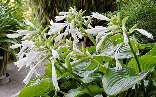 武汉植物园藏上万种濒危植物 盼早日回到大自然