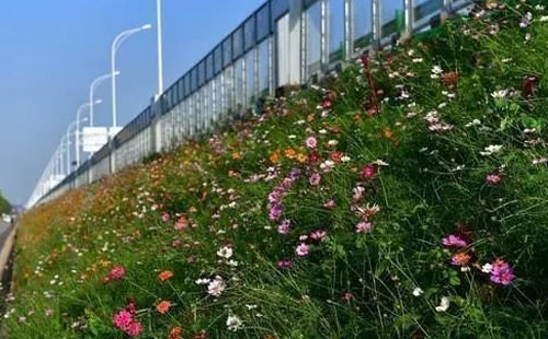 武汉打造百万平米花田花海 明年春季可再现花海