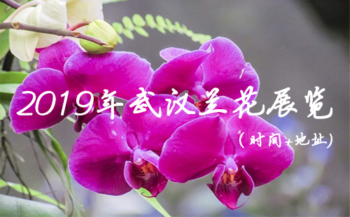 武汉植物园热带兰花展 2019年武汉兰花展览时间