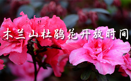 云雾山杜鹃花开放时间2019 云雾山杜鹃花开了吗（门票多少钱一张）