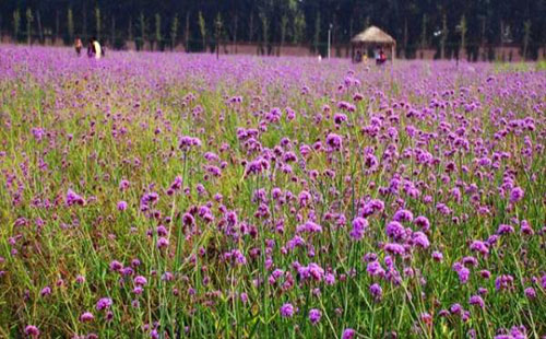 武汉蓝调薰衣草庄园旅游攻略(地址+乘车路线)