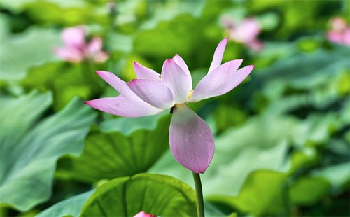 武汉荷花节灯光秀地点 武汉金龙水寨生态乐园门票（在哪里+有哪些好玩的）