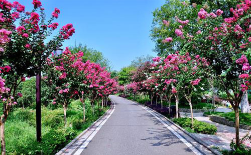 2019武汉紫薇都市田园旅游攻略(门票价格+游玩项目+交通路线)