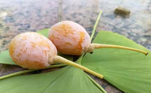 武汉植物园十一国庆节活动招募小朋友（活动内容+报名方式）