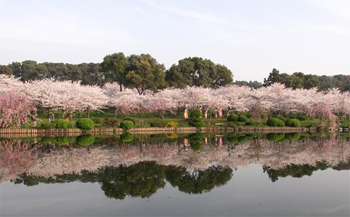 武汉东湖磨山风景区国庆节活动 金秋赏桂休闲游