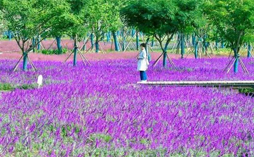 汉口江滩四期全面完工 百亩花田鲜花盛开