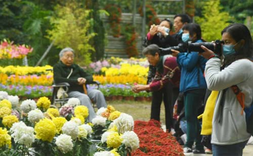 武汉解放公园菊花展2020什么时候开展