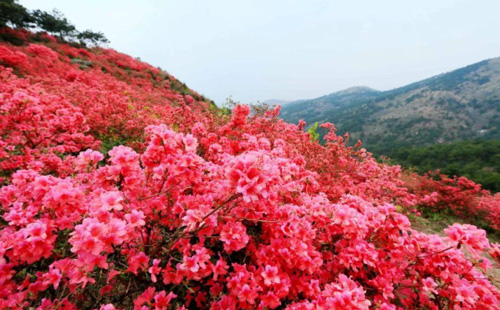 2021木兰云雾山杜鹃花节时间是什么时候