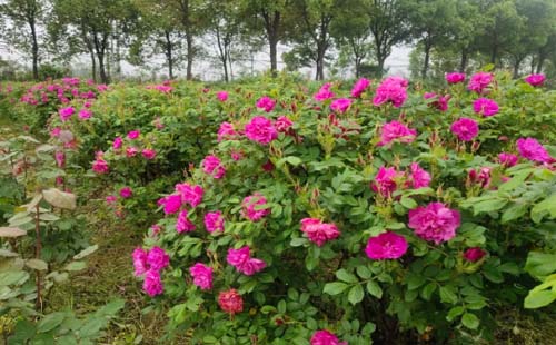 2021年4月17日香草花田芳香文化节盛大开幕