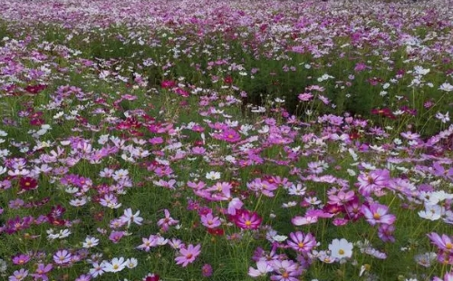 武汉江湾体育公园波斯菊花海花期及位置