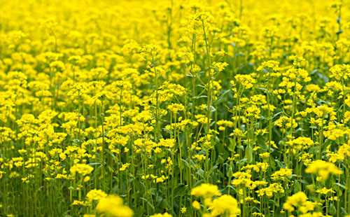 2019武汉油菜花哪里好看