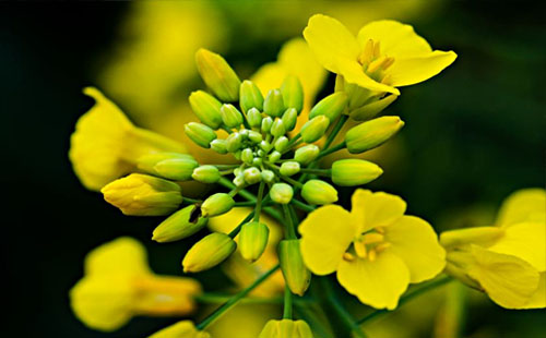 2019年荆门油菜花节时间、地点、路线