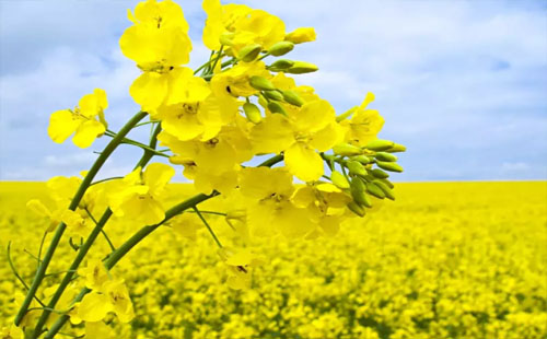 2019荆门观仙居油菜花节（游玩攻略）