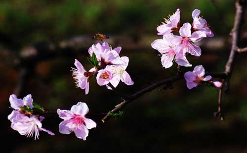 孝感卓尔小镇桃花驿怎么样（在哪里）