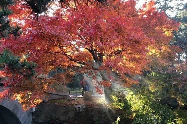 秋天庐山旅游的门票是多少(交通路线+景点分布)