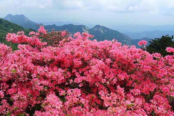 英山天马寨怎么样(地址+交通+开放时间)