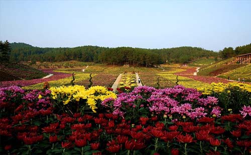 2019年麻城五脑山菊花展时间（在哪里+旅游路线）