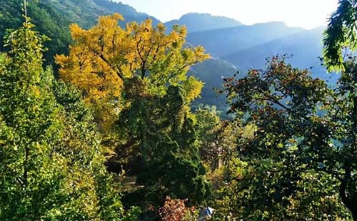 麻城龟峰山风景区电话（含住宿预定电话）