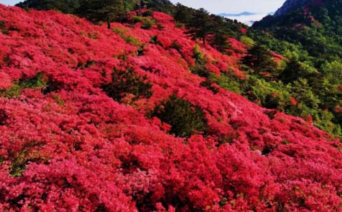 2020龟峰山杜鹃花什么时候开（交通指南+门票政策）