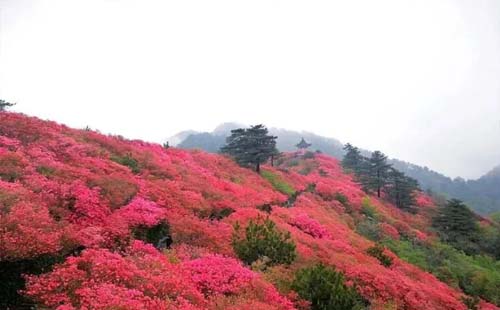 龟峰山景区2020旅游年卡怎么办理