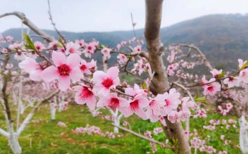 2021年远安首届百花节本周六开幕