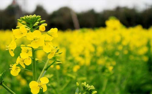 2021年湖北沙洋油菜花什么时候开