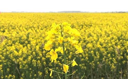 荆州油菜花海在哪里 荆州油菜花海景点推荐