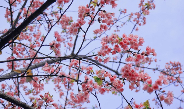 武汉早樱赏樱地点